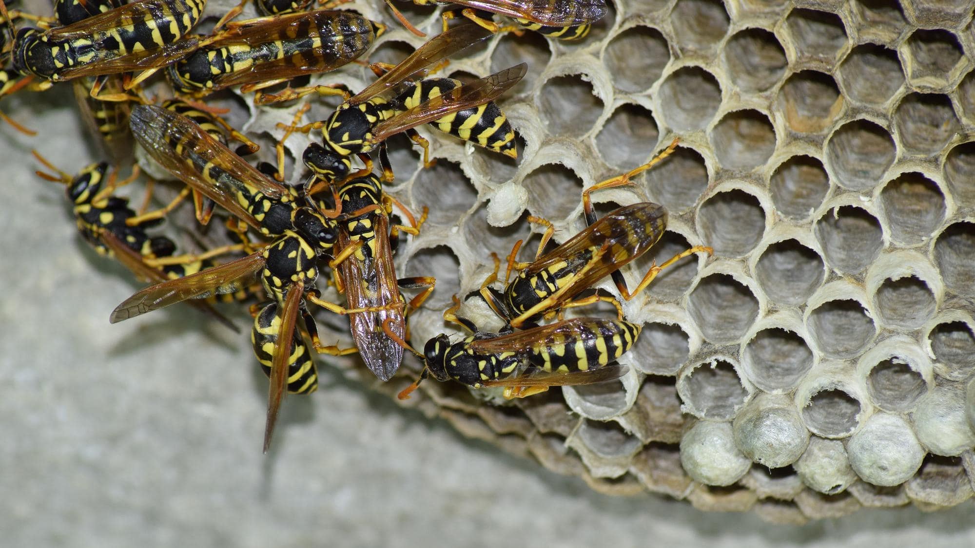 Are Wasp Populations on the Rise