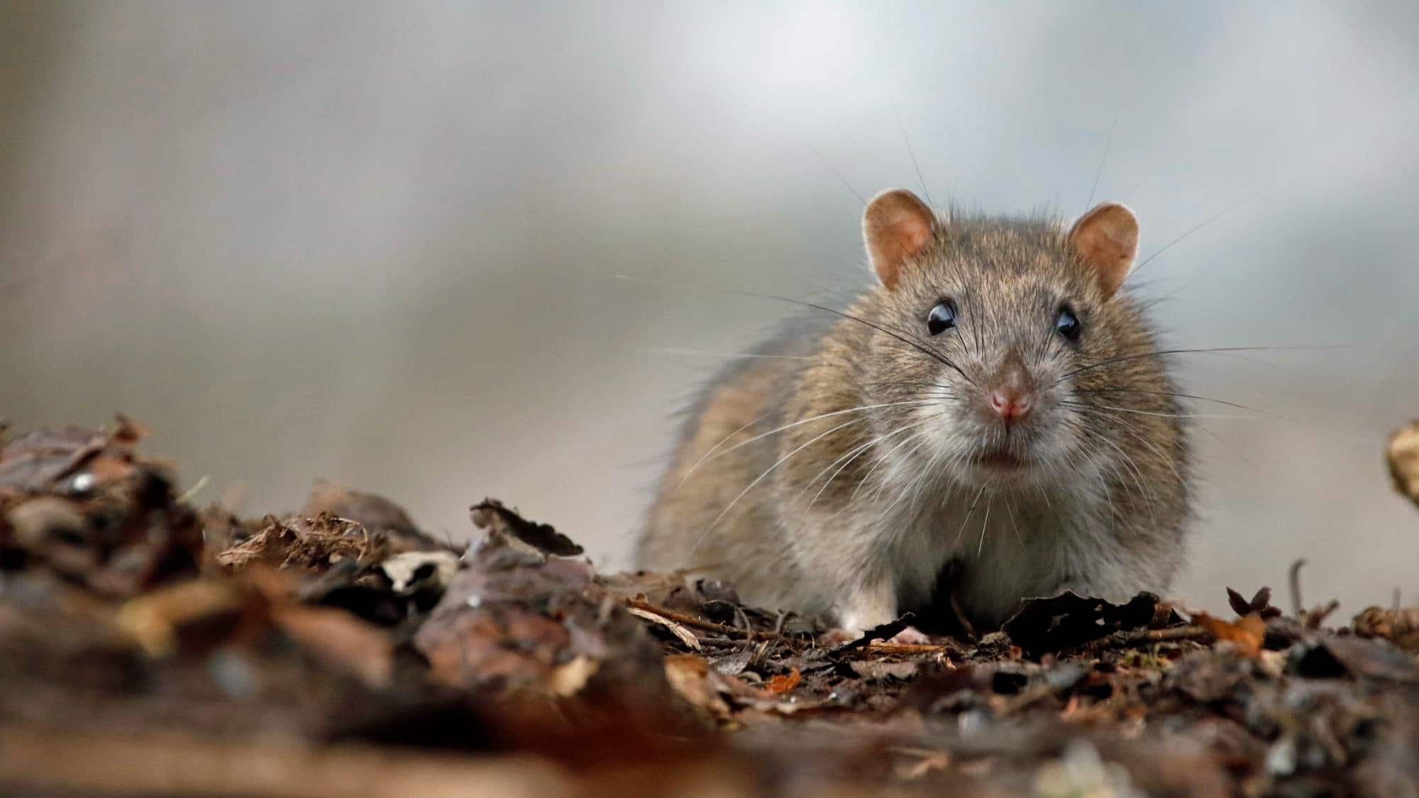 Preventing Rodent Infestations During Cold Weather