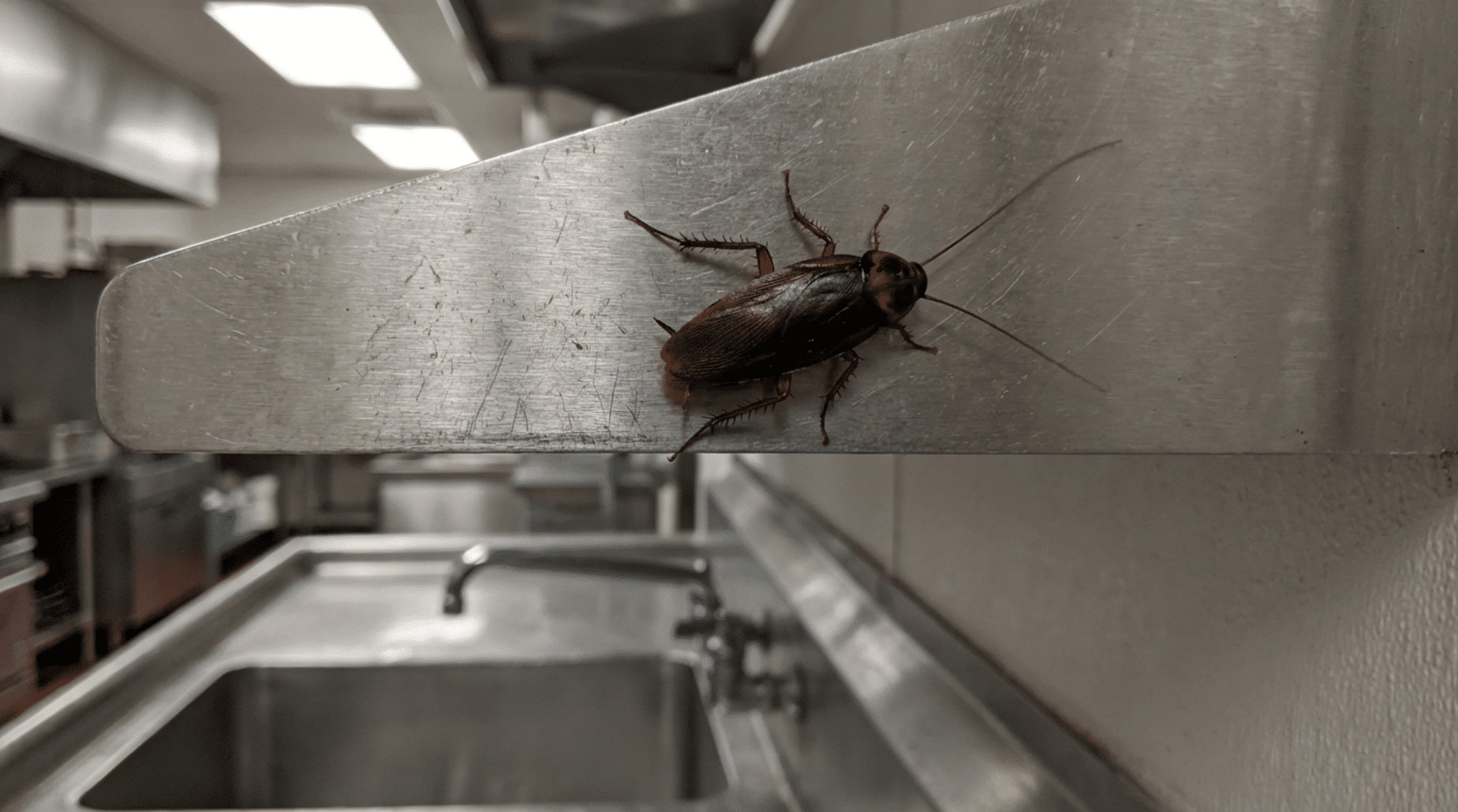 Pest Control for Restaurants Glasgow