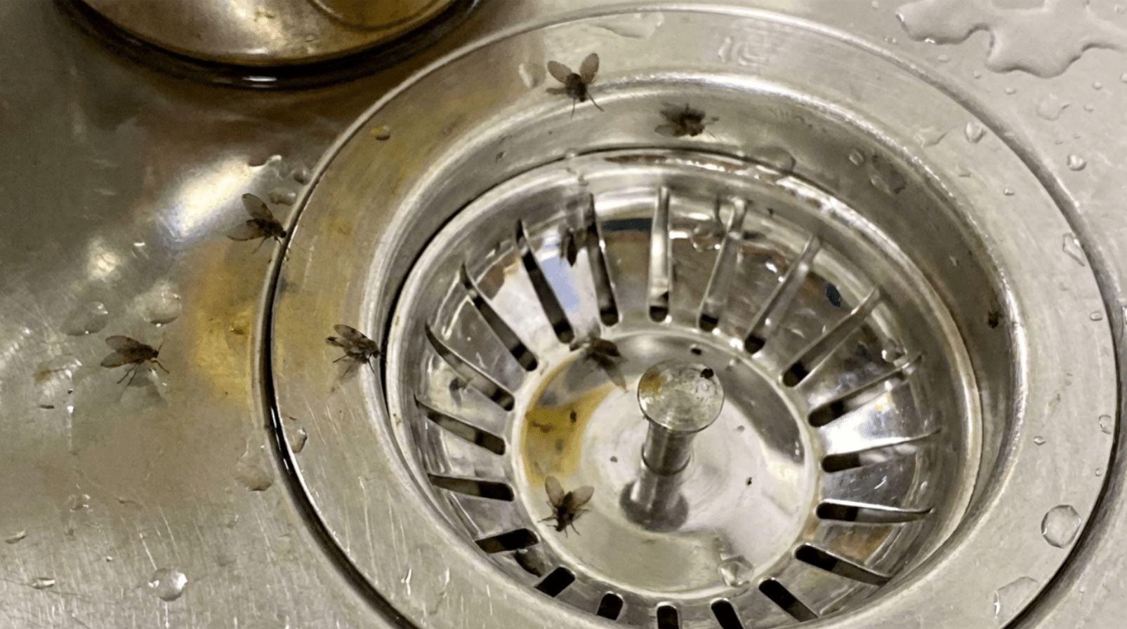drain flies