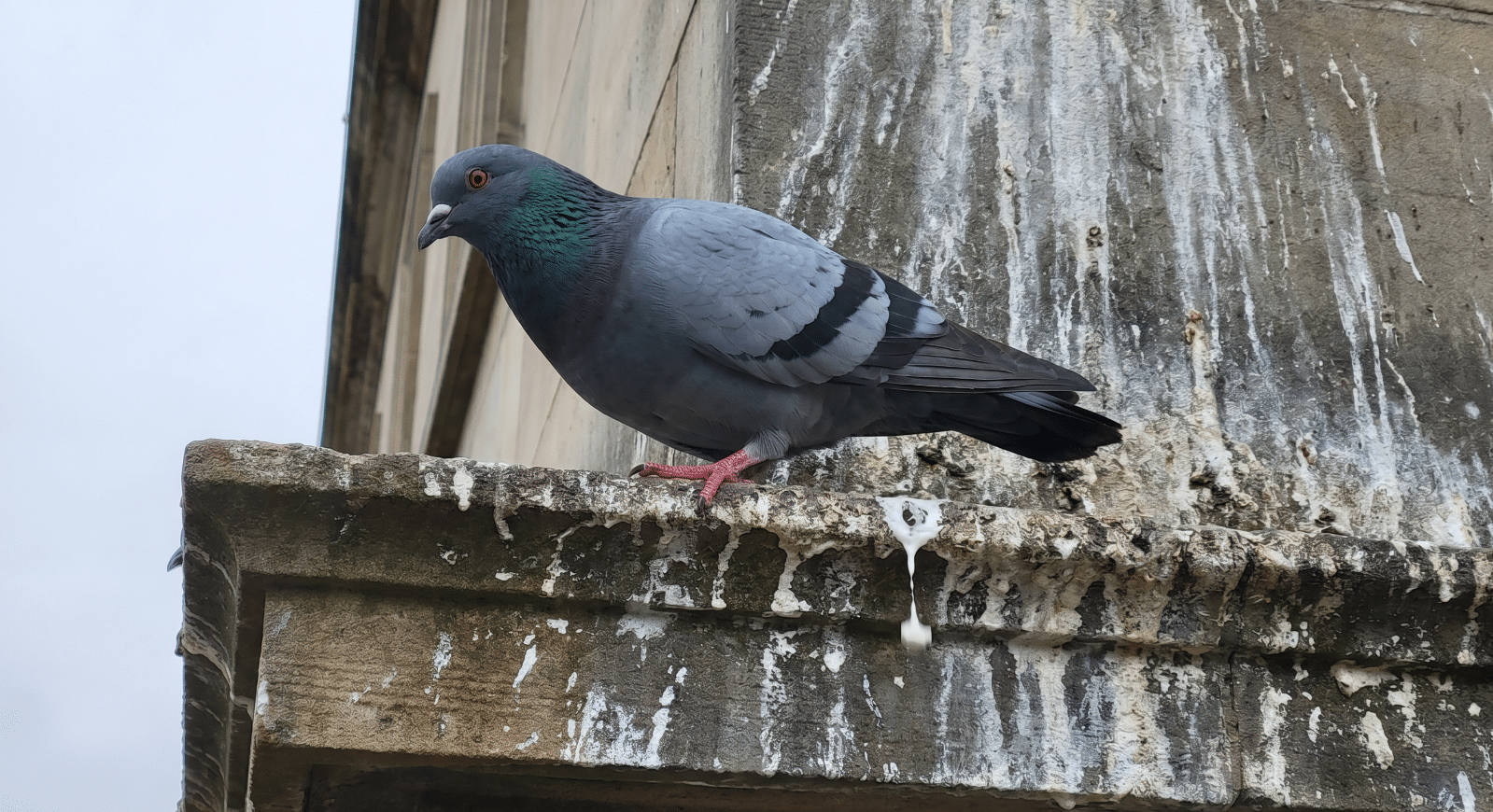 pigeon control glasgow